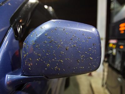 Car side mirror covered in bugs